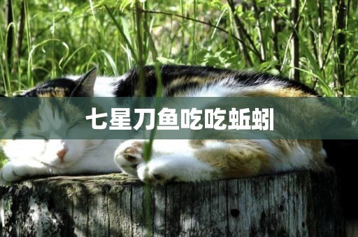 七星刀魚吃吃蚯蚓