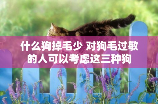 什么狗掉毛少 對狗毛過敏的人可以考慮這三種狗