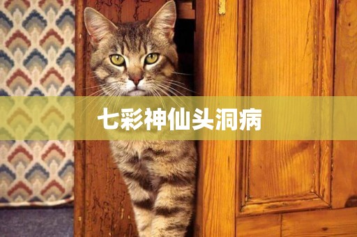 七彩神仙頭洞病