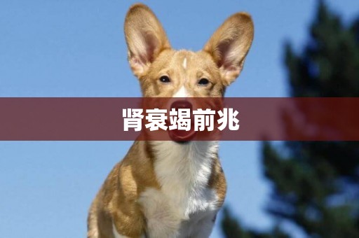 腎衰竭前兆