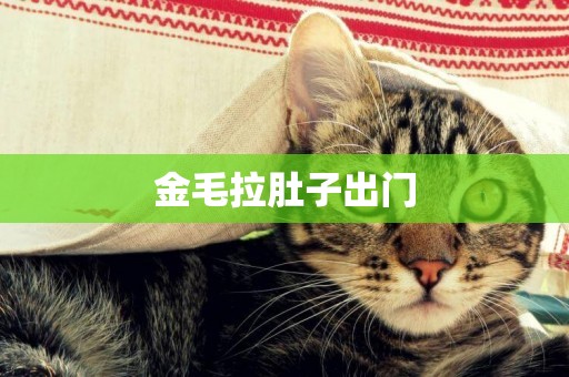 金毛拉肚子出門