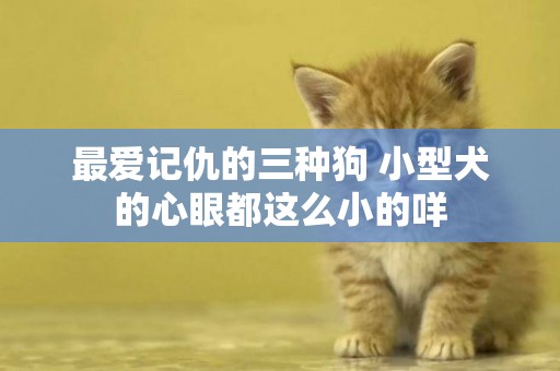 最愛記仇的三種狗 小型犬的心眼都這么小的咩