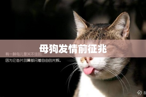 母狗發情前征兆