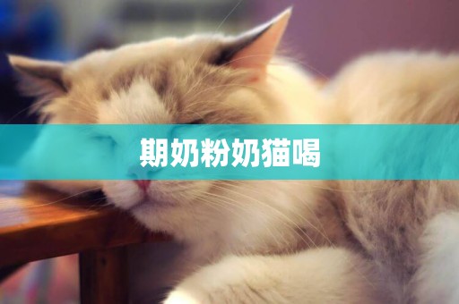 期奶粉奶貓喝