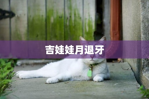 吉娃娃月退牙