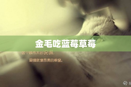金毛吃藍莓草莓