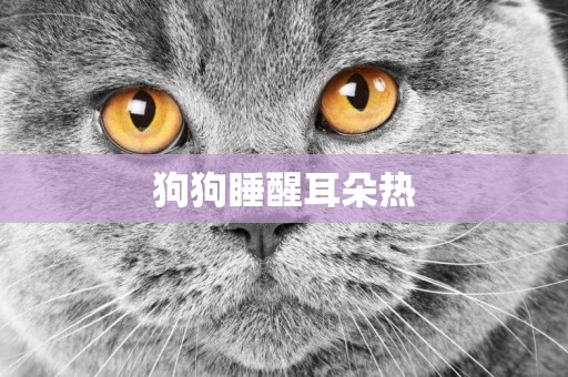 狗狗睡醒耳朵熱