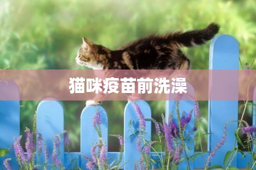貓咪疫苗前洗澡