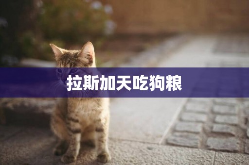 拉斯加天吃狗糧