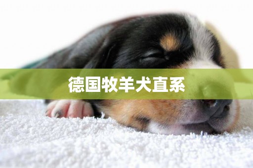 德國牧羊犬直系