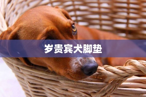 歲貴賓犬腳墊