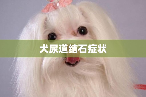 犬尿道結石癥狀