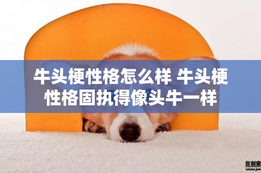牛頭梗性格怎么樣 牛頭梗性格固執得像頭牛一樣