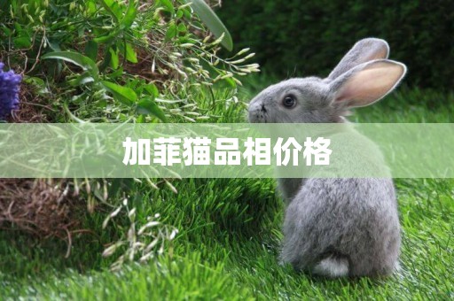 加菲貓品相價格