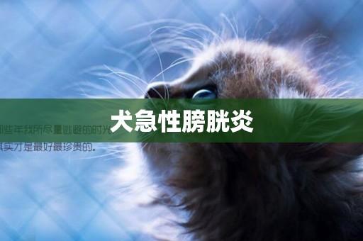犬急性膀胱炎