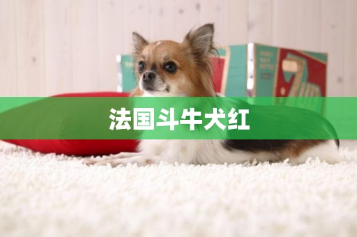 法國斗牛犬紅