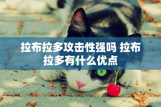 拉布拉多攻擊性強嗎 拉布拉多有什么優點