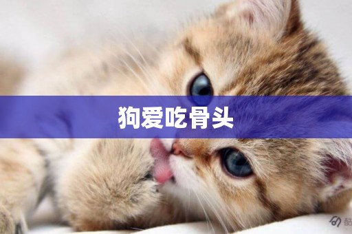 狗愛吃骨頭
