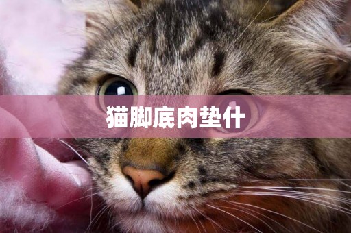 貓腳底肉墊什