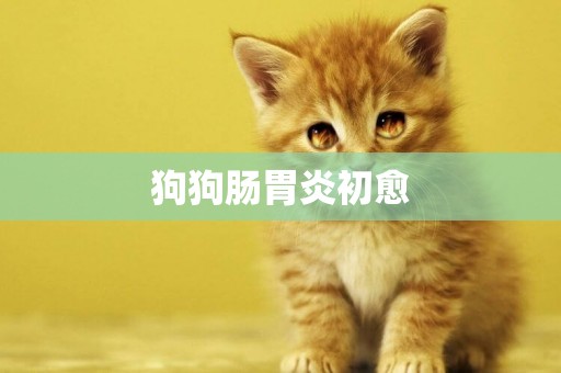 狗狗腸胃炎初愈