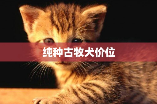 純種古牧犬價位