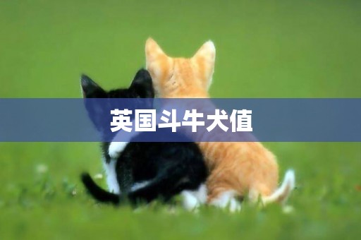 英國斗牛犬值