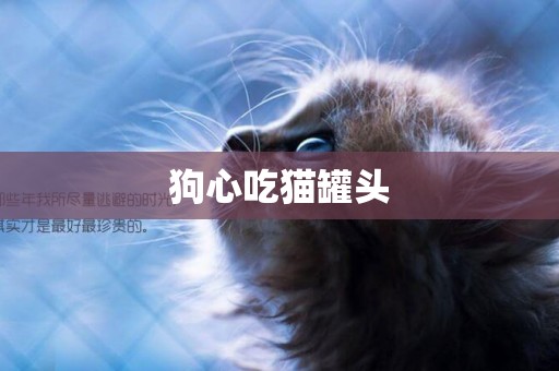 狗心吃貓罐頭