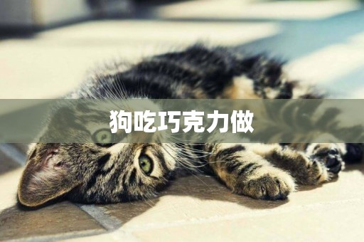 狗吃巧克力做