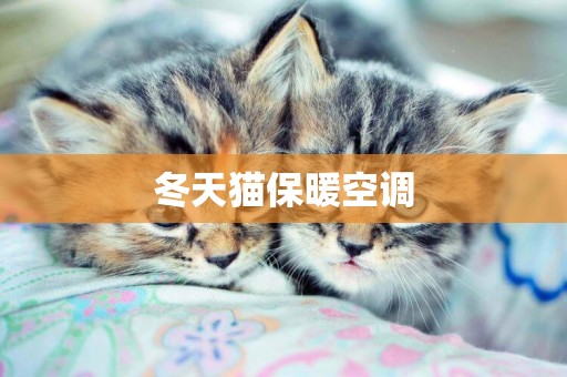 冬天貓保暖空調