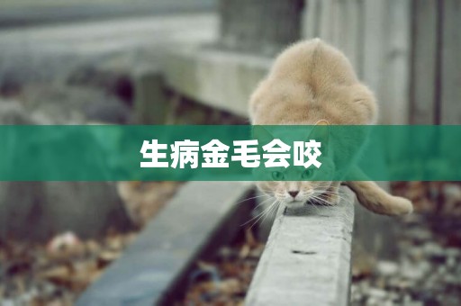 生病金毛會咬