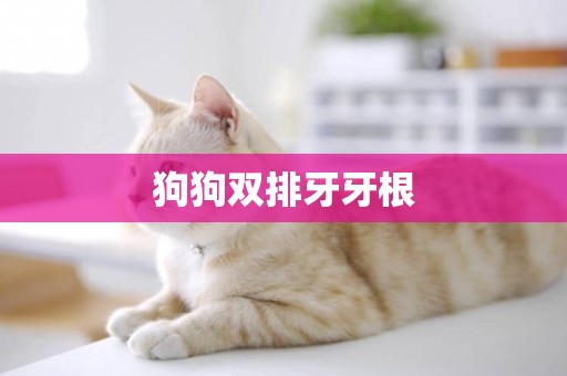 狗狗雙排牙牙根