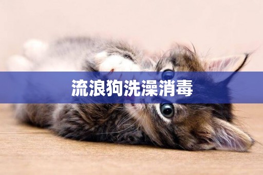 流浪狗洗澡消毒