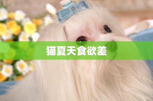 貓夏天食欲差
