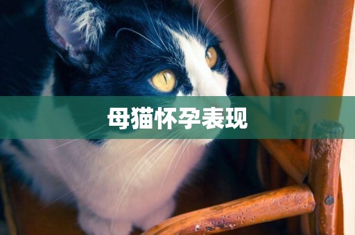 母貓懷孕表現