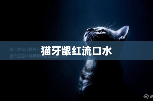 貓牙齦紅流口水