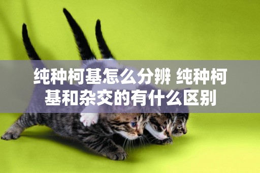 純種柯基怎么分辨 純種柯基和雜交的有什么區別