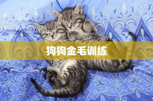 狗狗金毛訓練