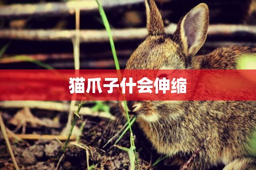 貓爪子什會伸縮