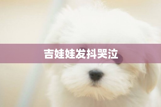 吉娃娃發抖哭泣