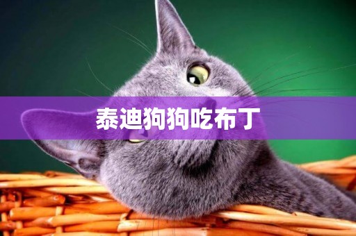 泰迪狗狗吃布丁
