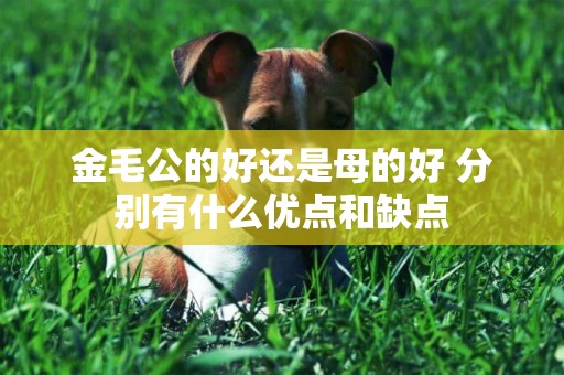 金毛公的好還是母的好 分別有什么優點和缺點
