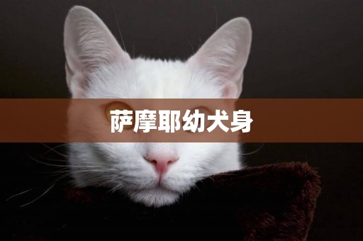 薩摩耶幼犬身