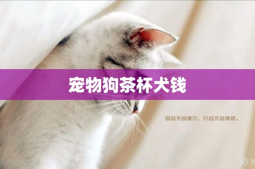 寵物狗茶杯犬錢