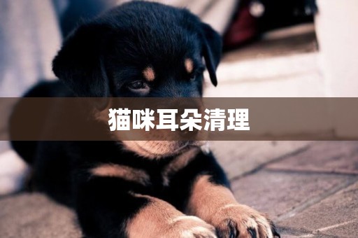貓咪耳朵清理