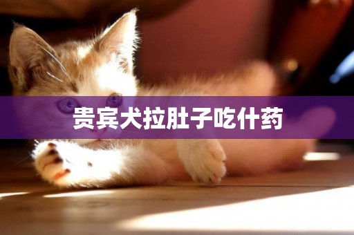 貴賓犬拉肚子吃什藥