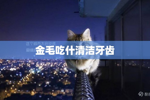 金毛吃什清潔牙齒