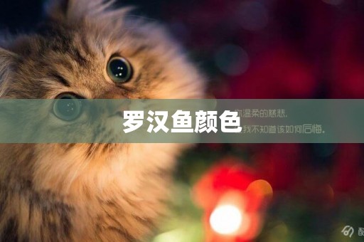 羅漢魚顏色