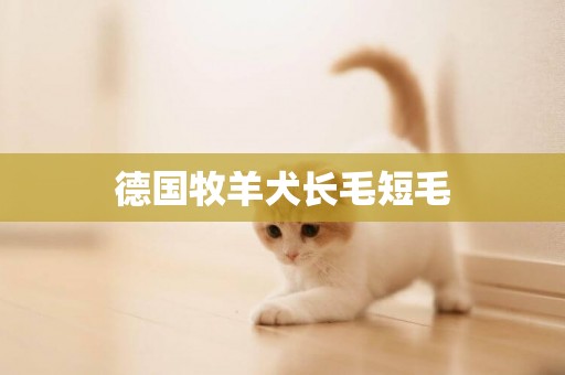 德國牧羊犬長毛短毛