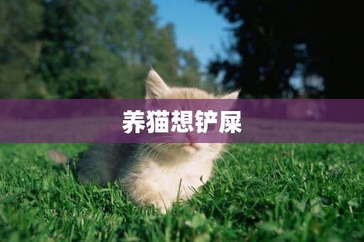 養貓想鏟屎