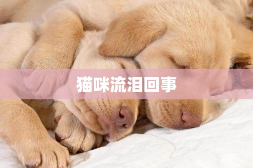 貓咪流淚回事